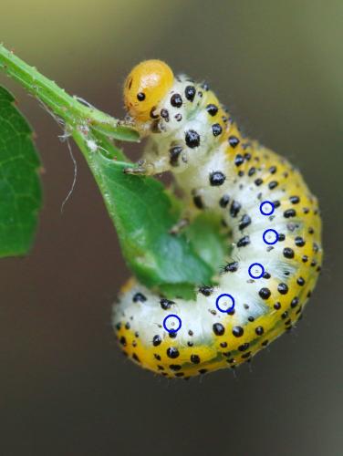 Arge ochropus